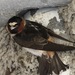 Northern Cliff Swallow - Photo (c) Ed O'Connor, some rights reserved (CC BY-NC), uploaded by Ed O'Connor