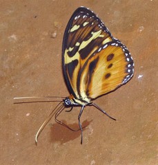 Tithorea harmonia pseudethra