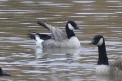 Branta hutchinsii hutchinsii