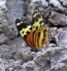 Tithorea harmonia pseudethra