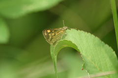Ampittia dioscorides camertes
