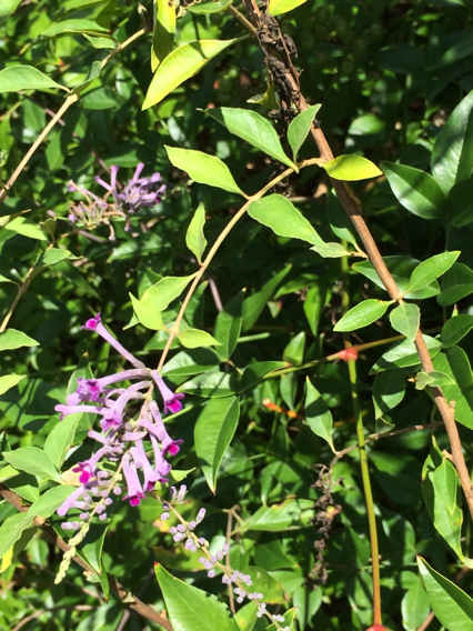 Buddleja lindleyana