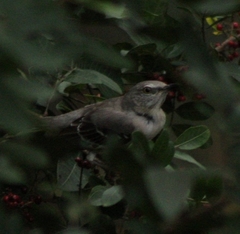 Mimus polyglottos image