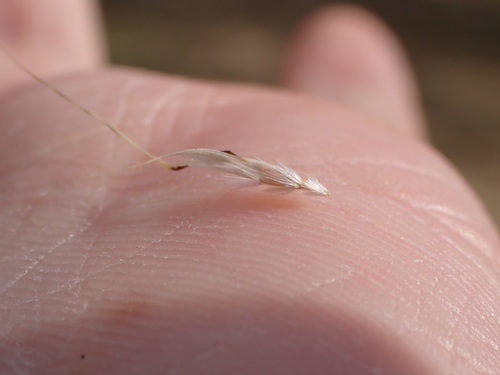 Image of Rytidosperma pilosum by (c) Nina Kerr, some rights reserved (CC BY)