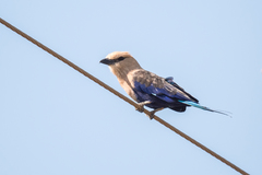 Coracias cyanogaster
