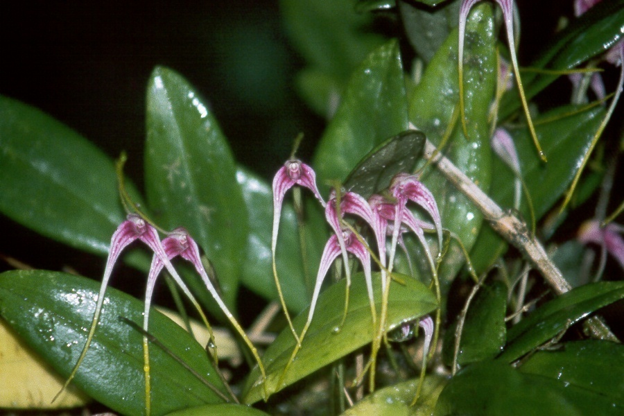 Masdevallia picta