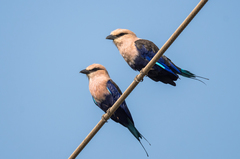 Coracias cyanogaster