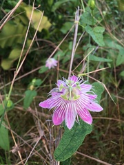 Passiflora urbaniana