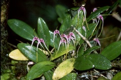 Masdevallia picta