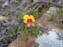 Bossiaea cordigera