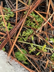 Antennaria suffrutescens