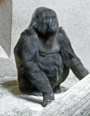 Gorilla