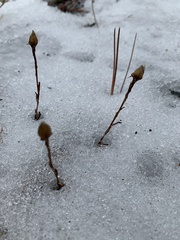 Antennaria suffrutescens