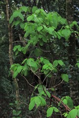 Gmelina leichhardtii