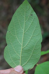 Gmelina leichhardtii