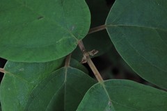 Gmelina leichhardtii