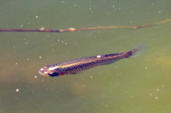 Fundulus blairae