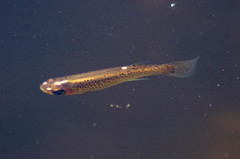 Fundulus blairae