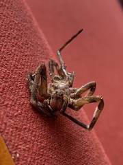 Phoneutria