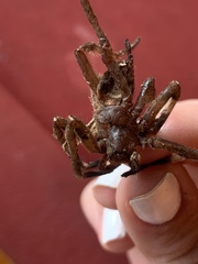 Phoneutria