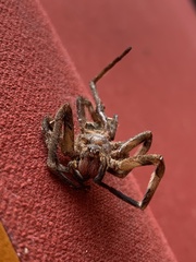 Phoneutria