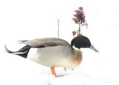 Anas platyrhynchos × acuta