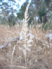 Rytidosperma fulvum