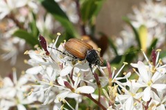 Phyllotocus rufipennis