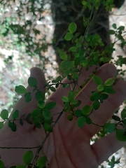 Coprosma rhamnoides