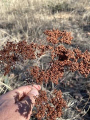 Eriogonum annuum