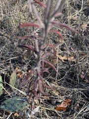 Eriogonum annuum