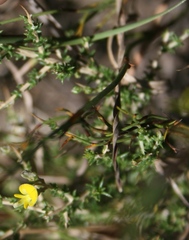 Aspalathus acuminata