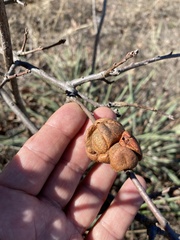 Disholcaspis spongiosa