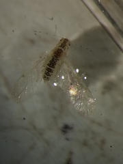 Aphidomorpha