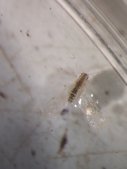 Aphidomorpha