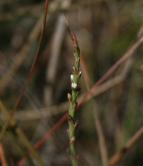 Thesium flexuosum