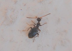 Ischyropalpus