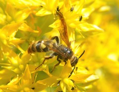 Xanthocampsomeris completa