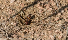 Euodynerus crypticus