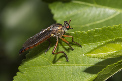 Saropogon flavofacialis