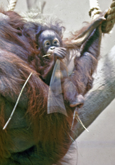 Pongo
