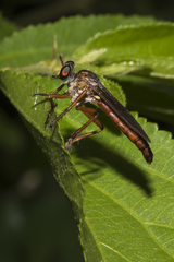 Saropogon flavofacialis