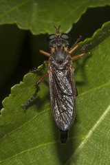 Saropogon flavofacialis
