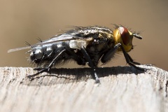 Sarcophaga aurifrons