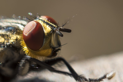 Sarcophaga aurifrons