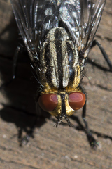 Sarcophaga aurifrons