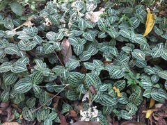 Geogenanthus poeppigii