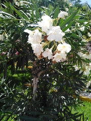 Nerium oleander