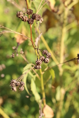 Ripariosida hermaphrodita