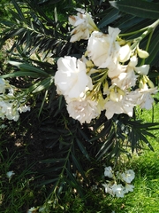 Nerium oleander